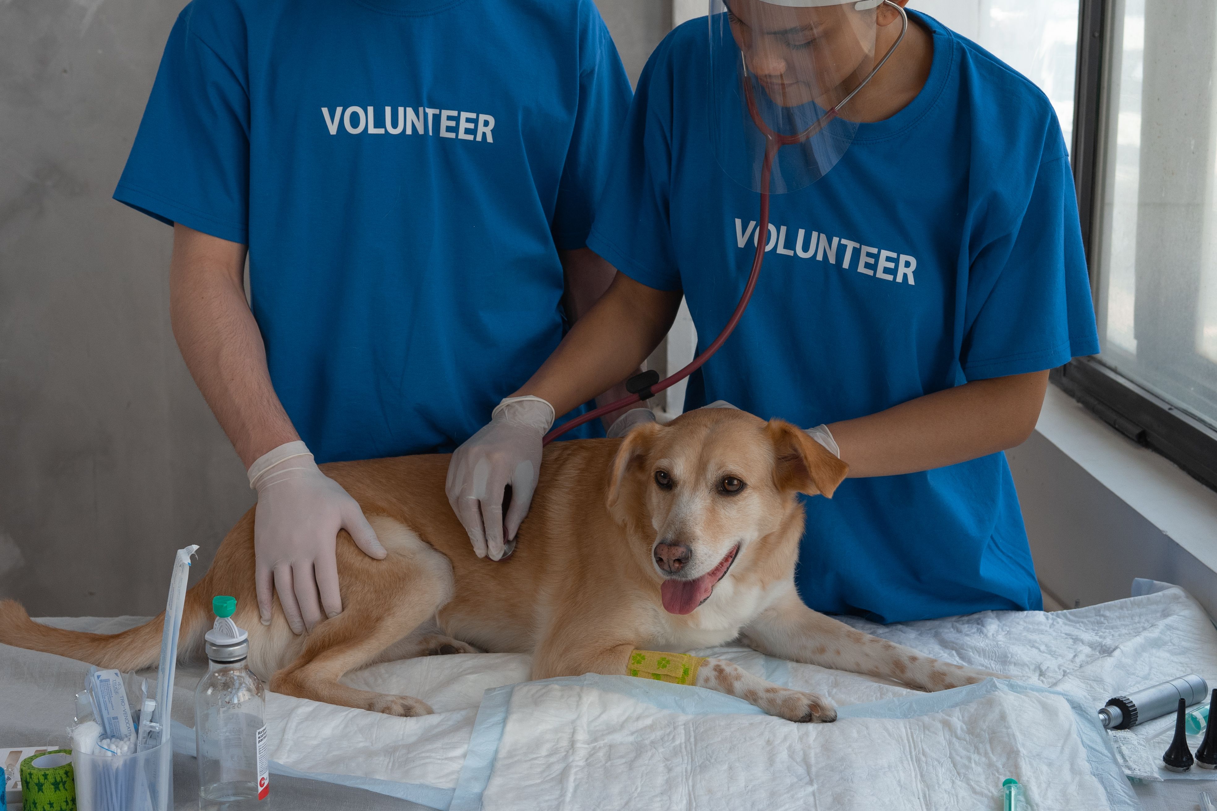 Emergency Veterinary Care in Pune
