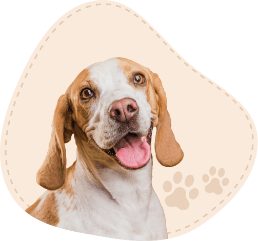 Happy Pets